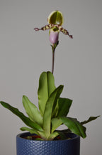 Potted Paphiopedilum orchid with pink, purple and green flower