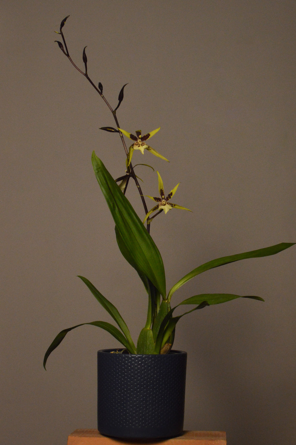 Potted brassis orchid plant on a wooden surface with a plain background