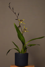 Potted brassis orchid plant on a wooden surface with a plain background