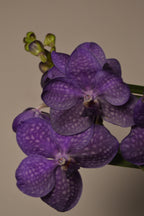 Close-up of purple of the pachara delight Vanda orchids with a plain background.