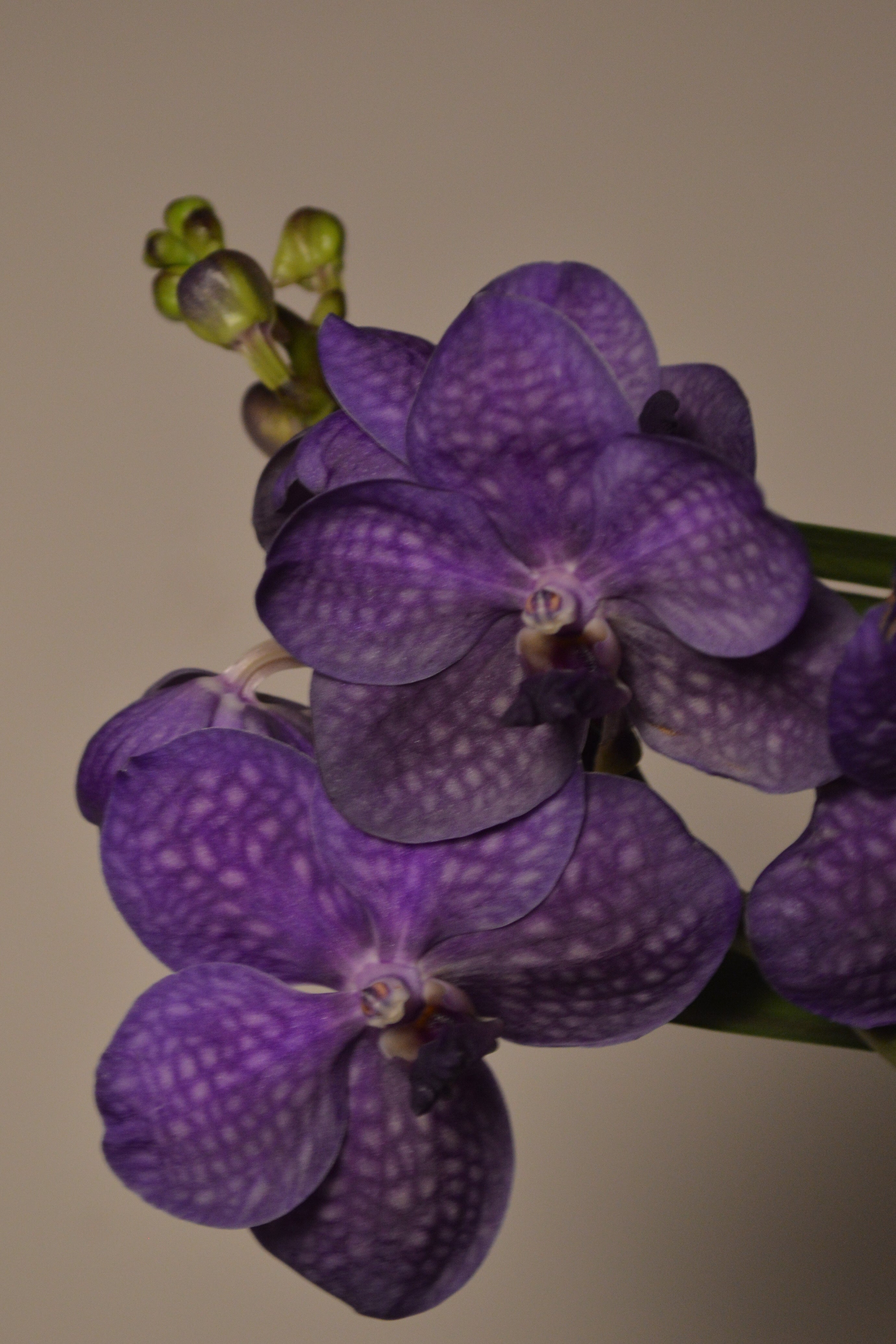 Close-up of purple of the pachara delight Vanda orchids with a plain background.