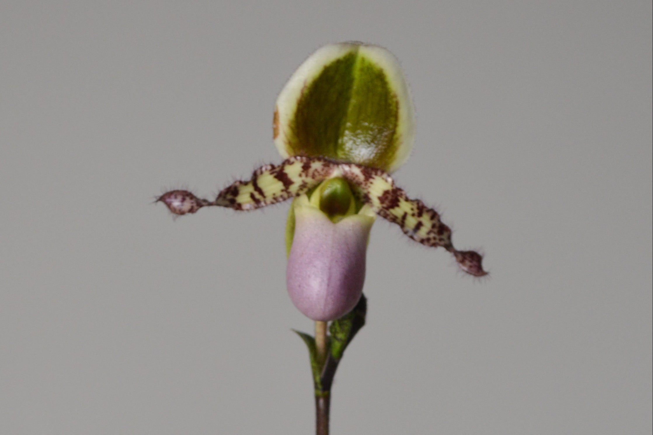 Paphiopedilum orchid plant with a pink flower on a grey background