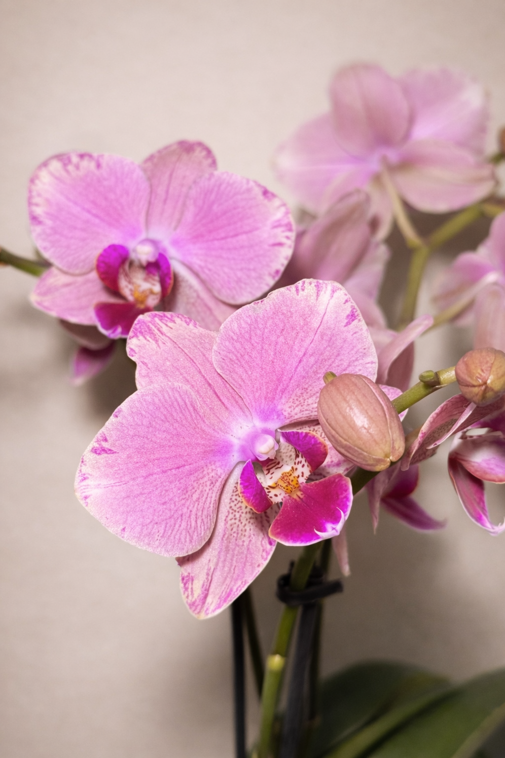 Pirate Picotee, Phalaenopsis Orchid