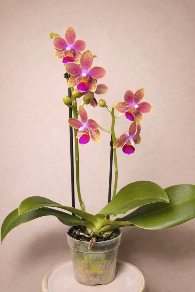 Morning Glory, Scented Phalaenopsis Orchid