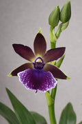 Zygopetalum Hybrid Orchid