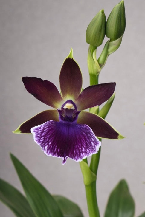Zygopetalum Hybrid Orchid