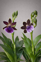 Zygopetalum Hybrid Orchid