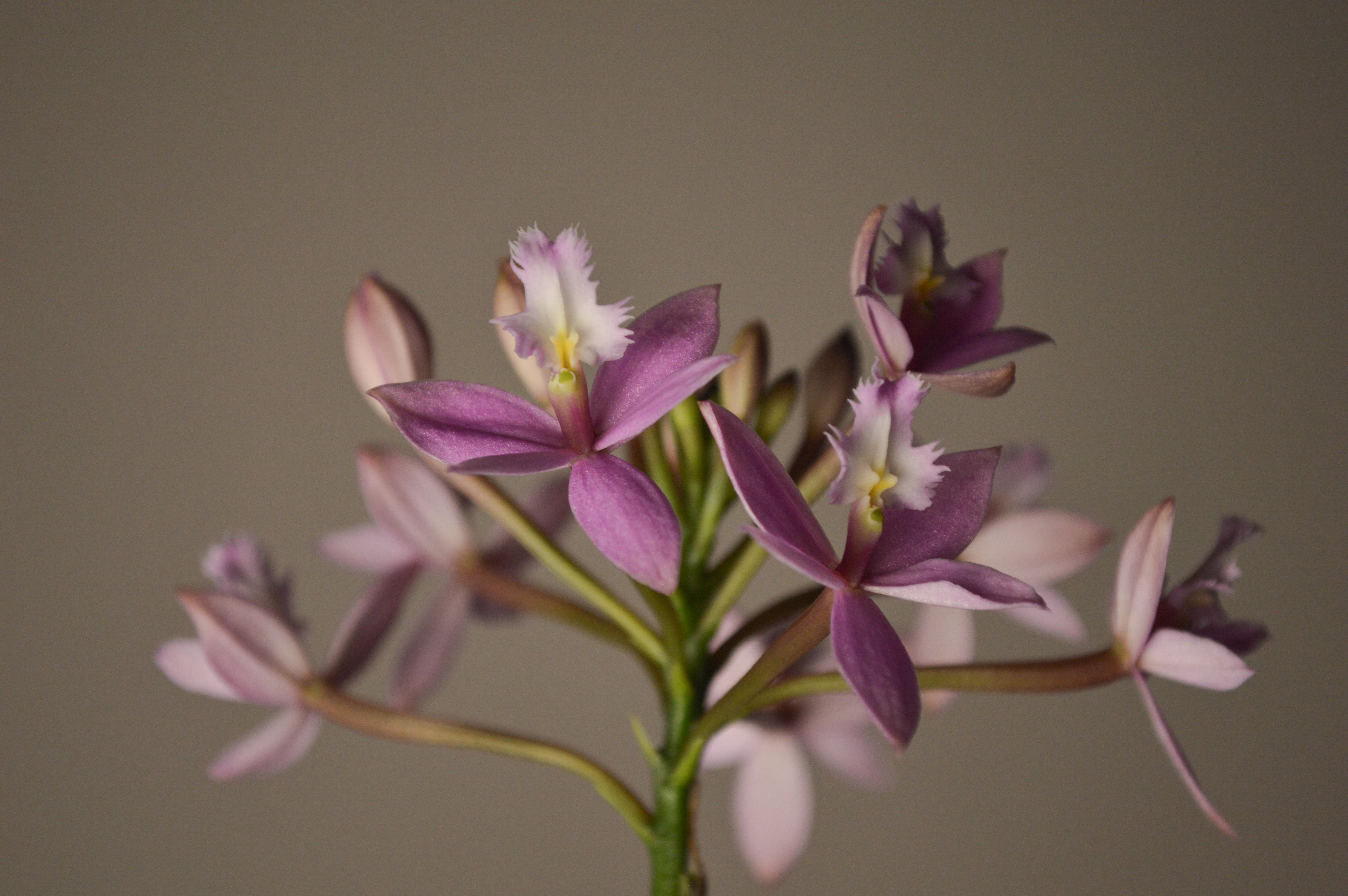 Close-up of a pink and purple Epidendrum orchid with a blurred brown background