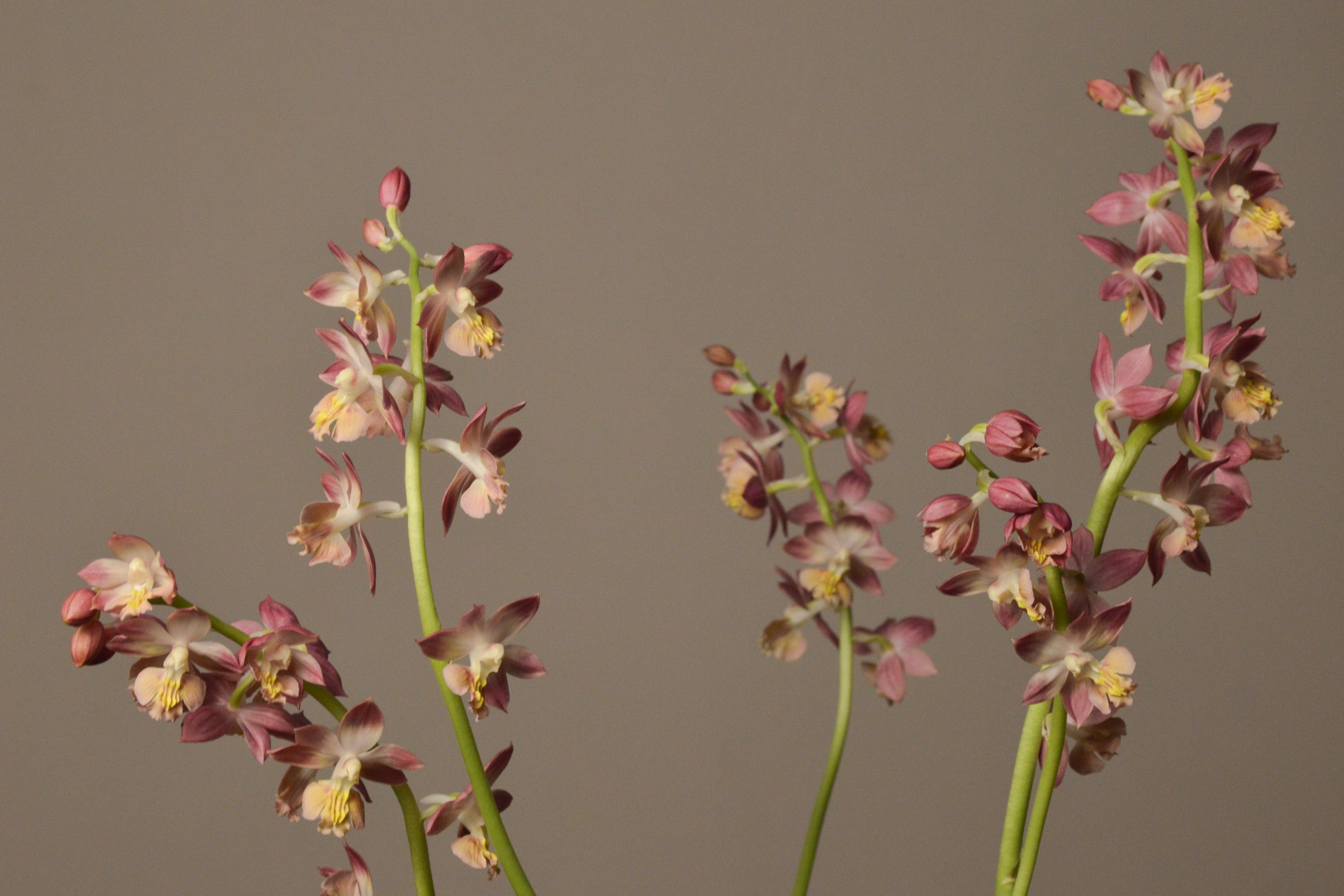 Three stems of pink and yellow UK Garden orchids