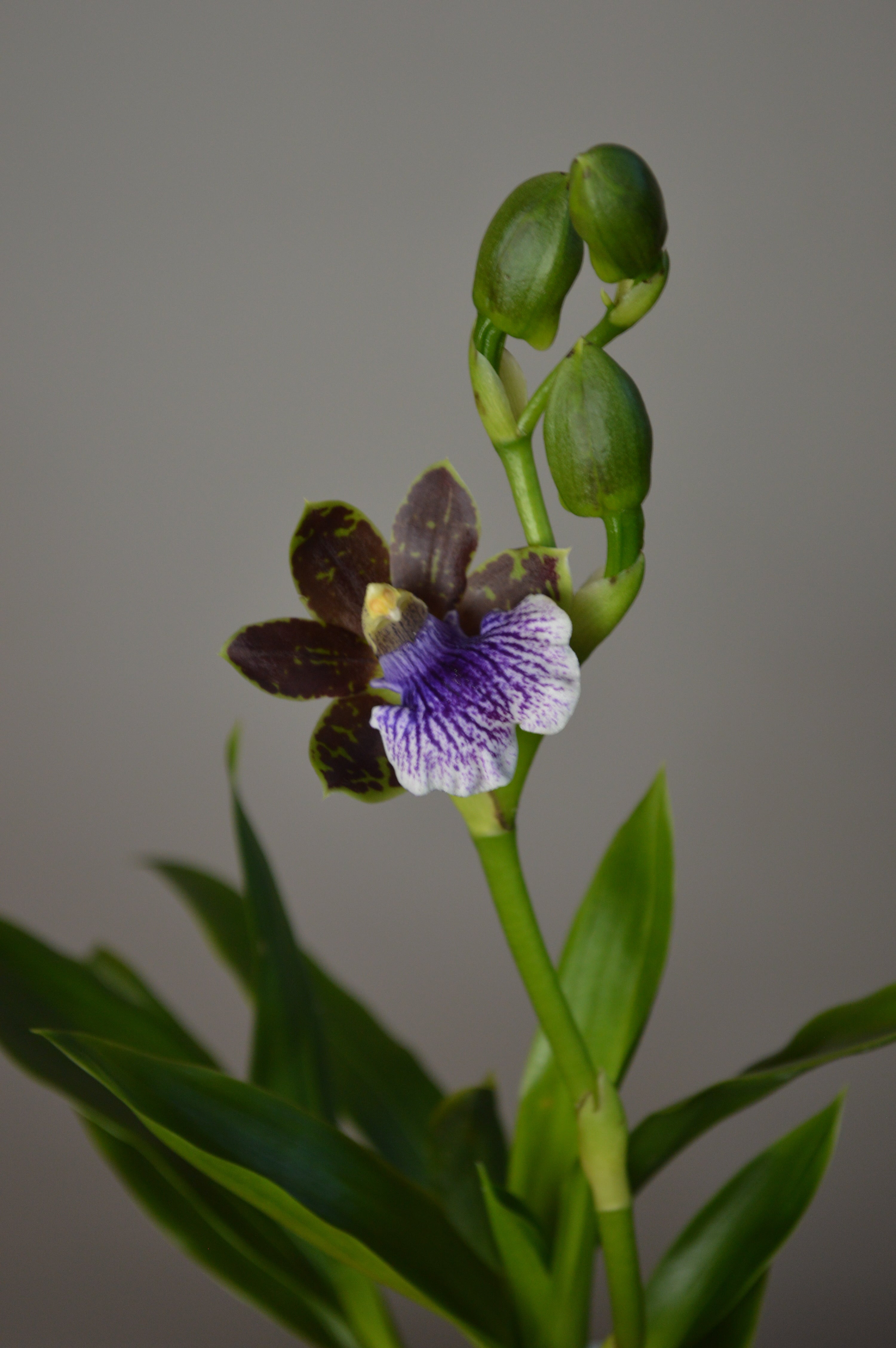 Mid-shot of a Zygopetalum orchid with green petals, deep purple markings, and lush green leaves, taken in front of a neutral background.