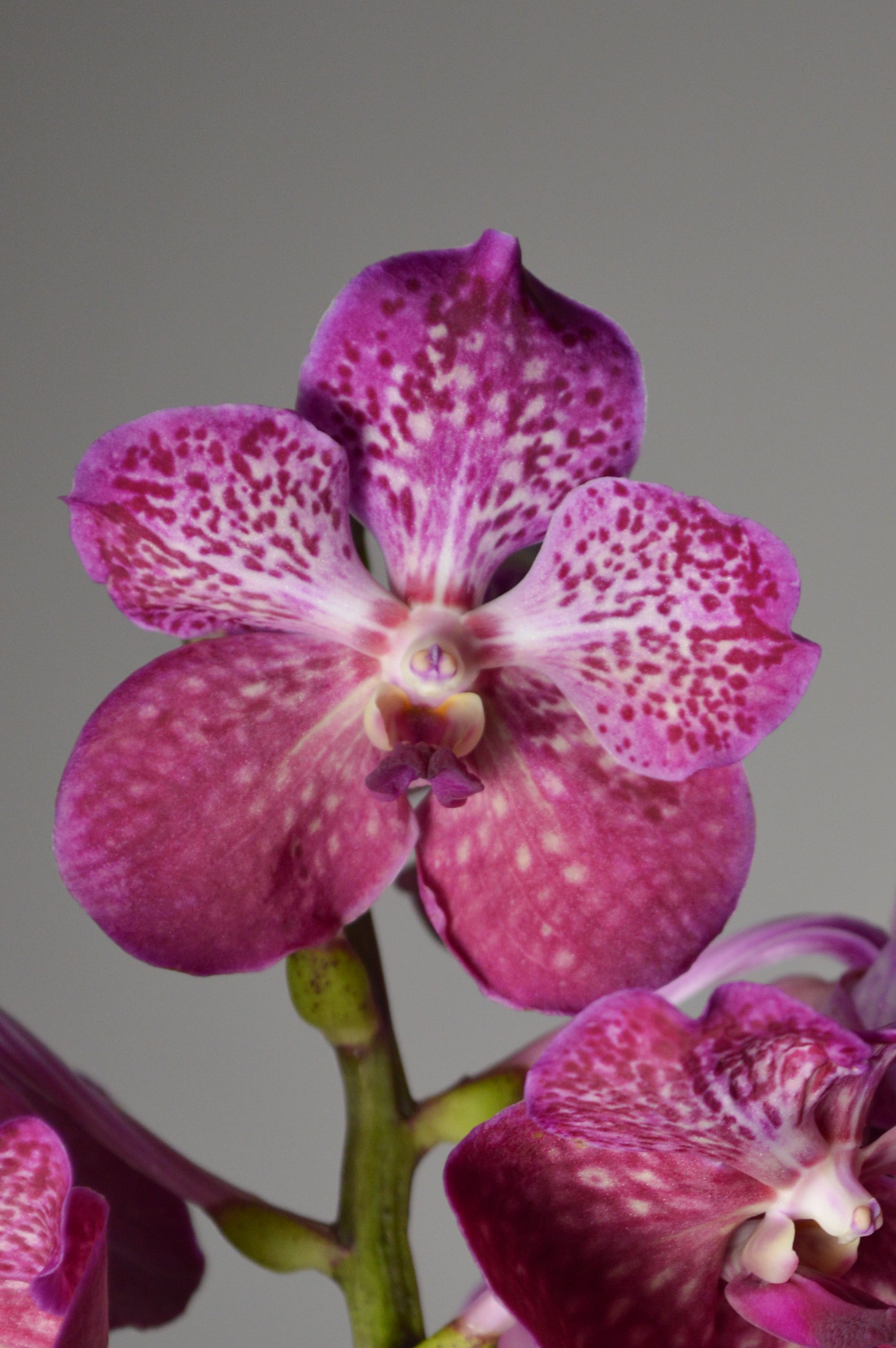 Close-up of a pink Vanda orchid with white spots 