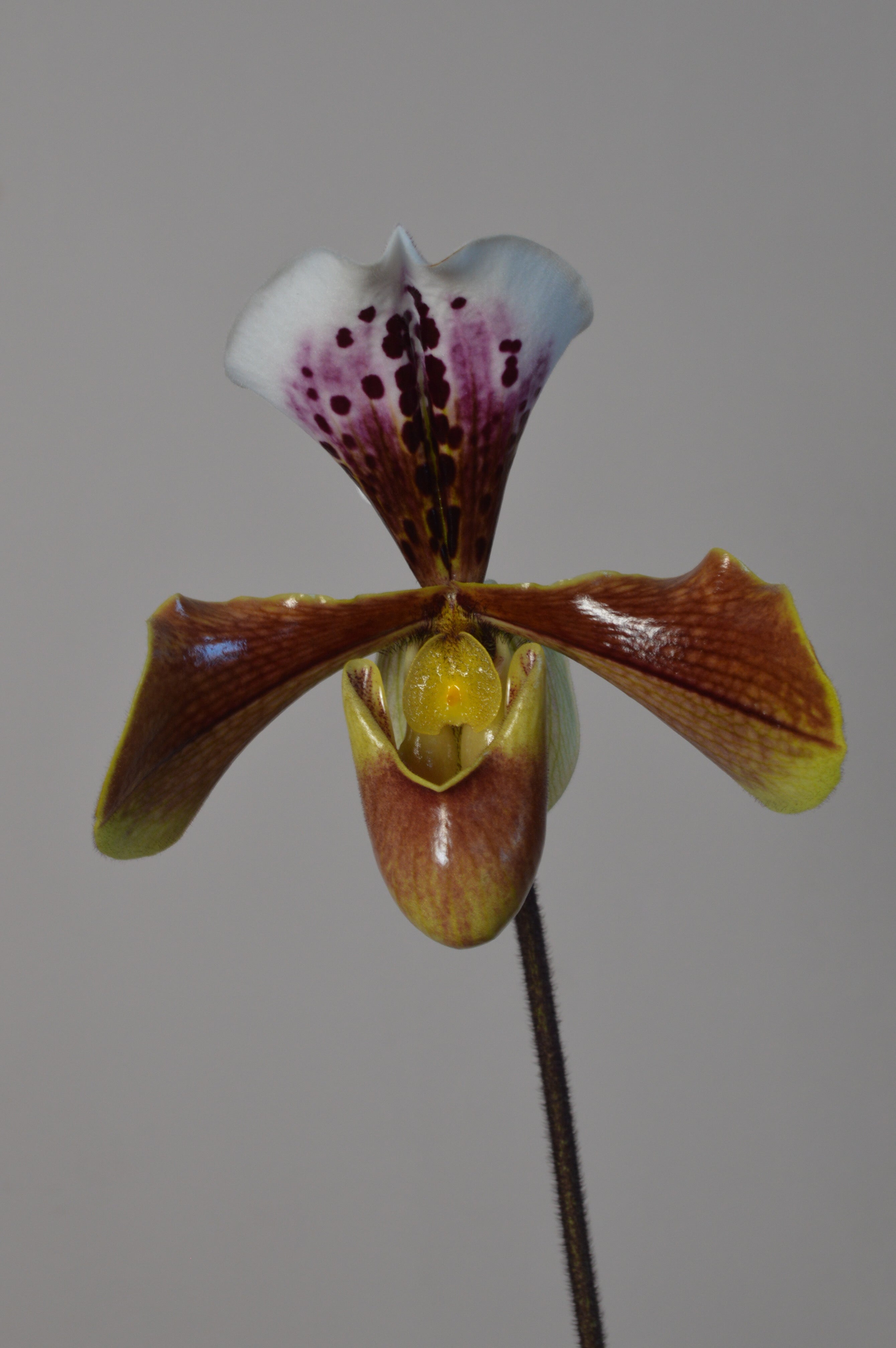 Close-up of a unique paphiopedilum orchid with a brown, purple and yellow flower