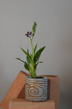 Full shot of a Zygopetalum orchid with its green and purple blooms and lush green foliage in a ceramic pot, decorated next to terracotta blocks and a clean grey backdrop.