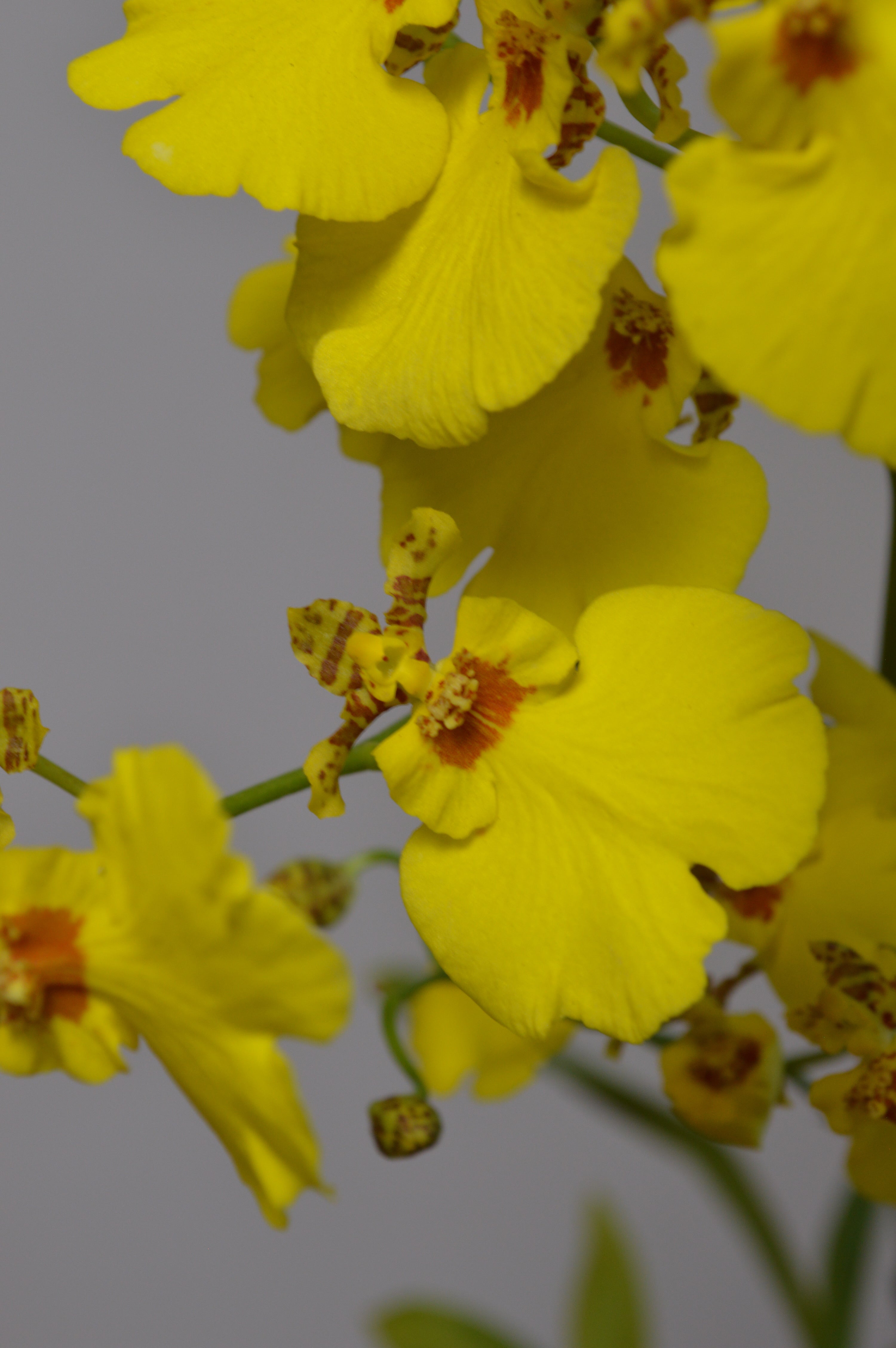 close up of a yellow oncidium orchid, beautiful striking yellow flowers, often called dancing ladies.