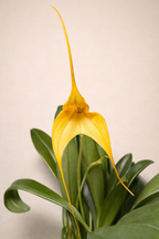 Masdevallia Orchid