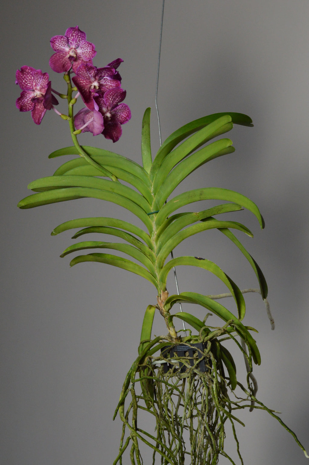 Pink vanda orchid with green leaves with root and root basket
