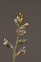 Small Ludisia Jewel orchid plant with white flowers on a neutral background