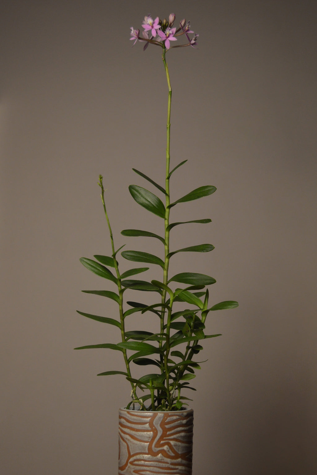 Miura Valley, Epidendrum Orchid