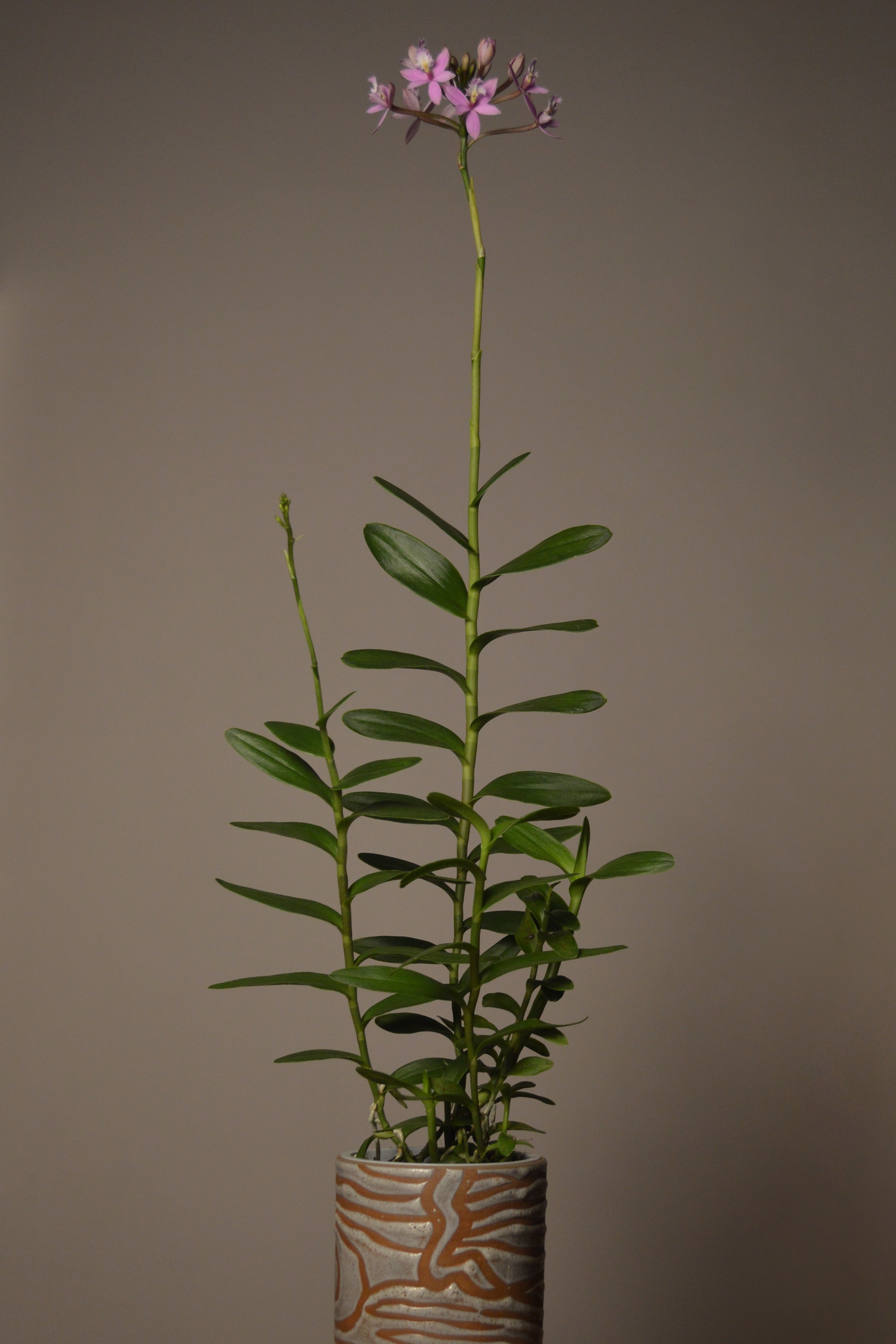 Miura Valley, Epidendrum Orchid