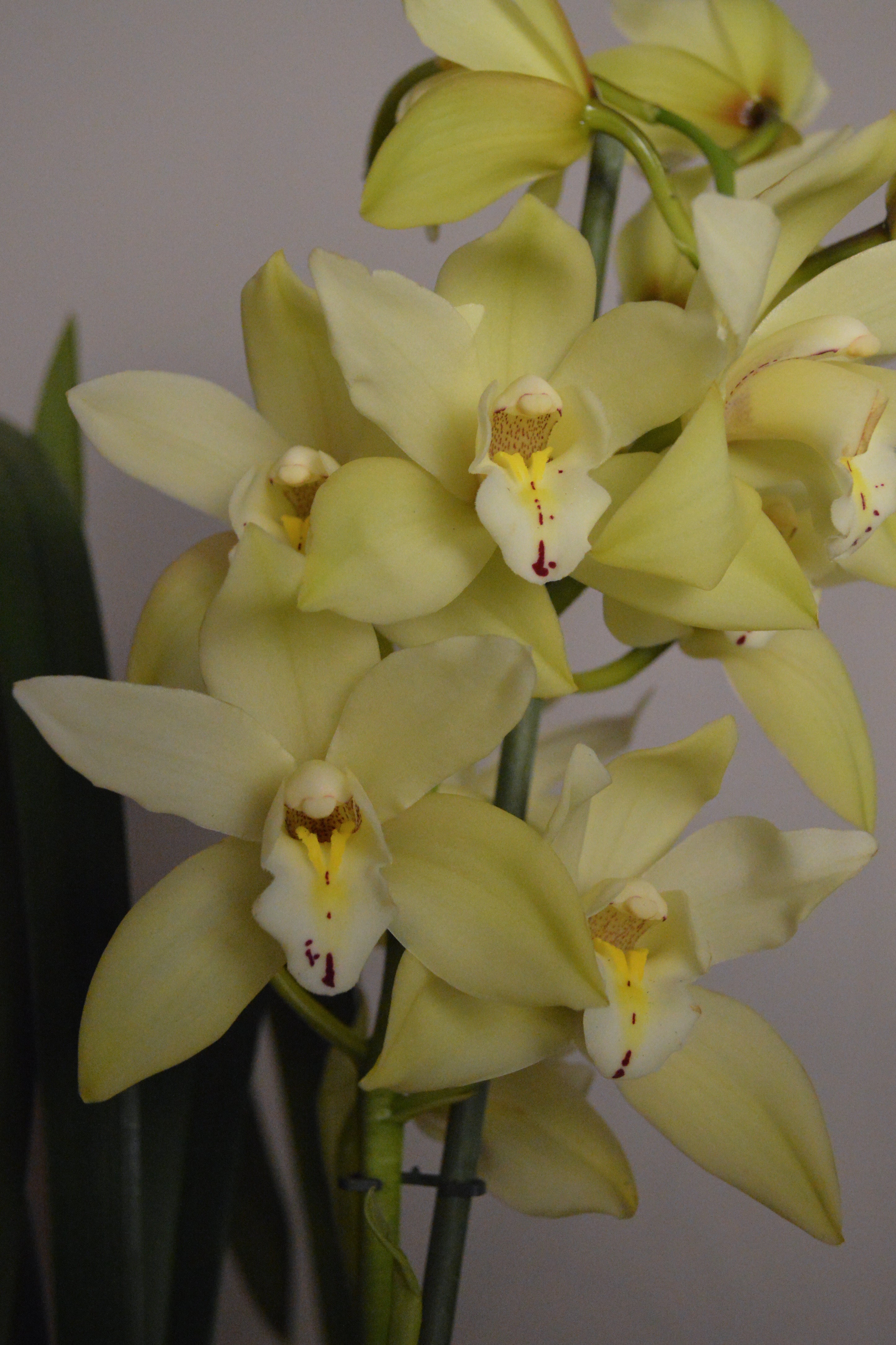 Early Sue Paddy, Yellow Cymbidium