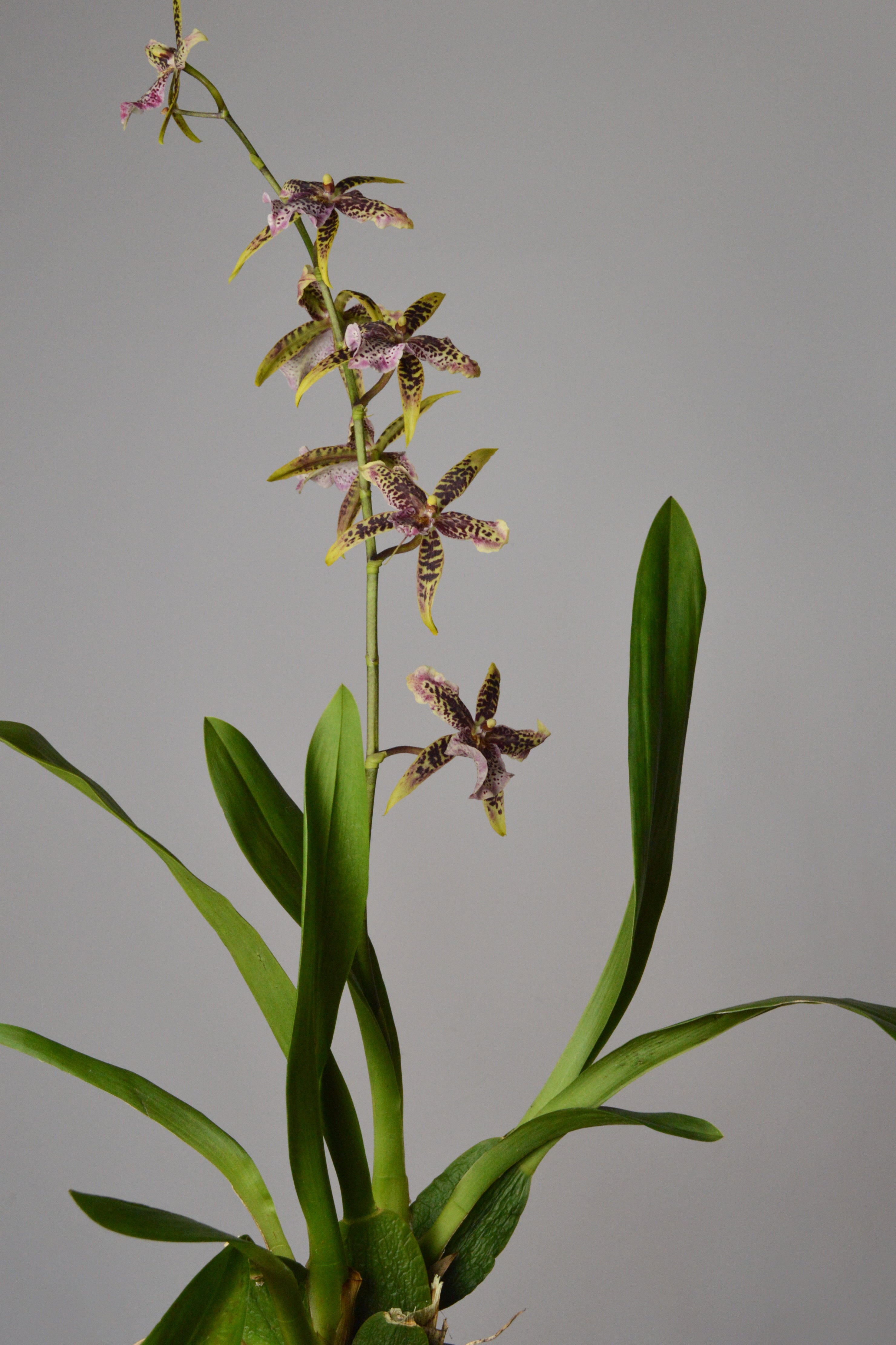 Stunning Brassia Orchid plant with yellow, brown and purple spotted flowers on a grey background