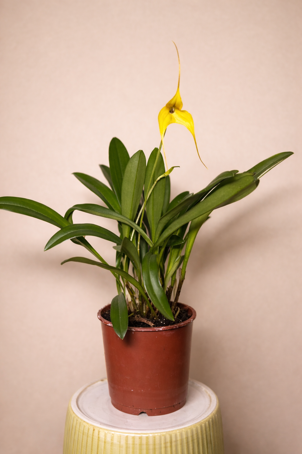 Masdevallia Orchid