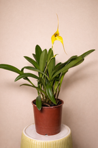 Masdevallia Orchid