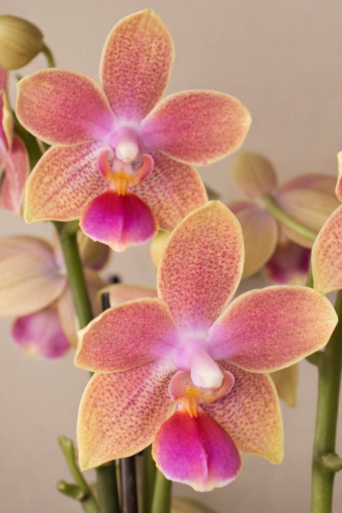 Morning Glory, Scented Phalaenopsis Orchid