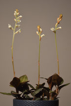 Small Ludisia Discolor Jewel Orchid potted plant with white flowers on a plain background inside a blue ceramic pot.