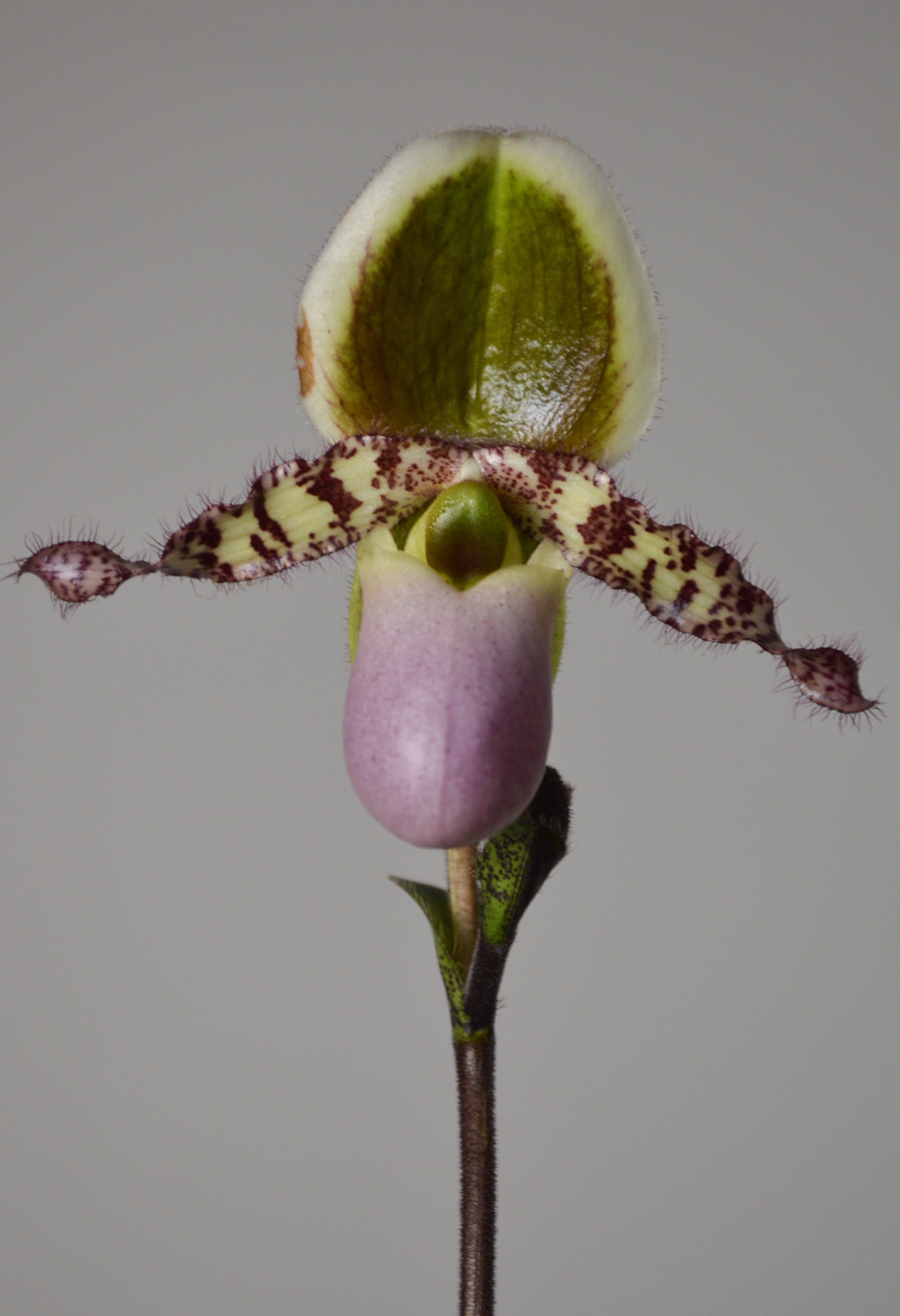 Close-up of a unique Paphiopedilum orchid with a pink and green petal on a grey background