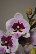 Close-up of a pink and purple orchid with a blurred background