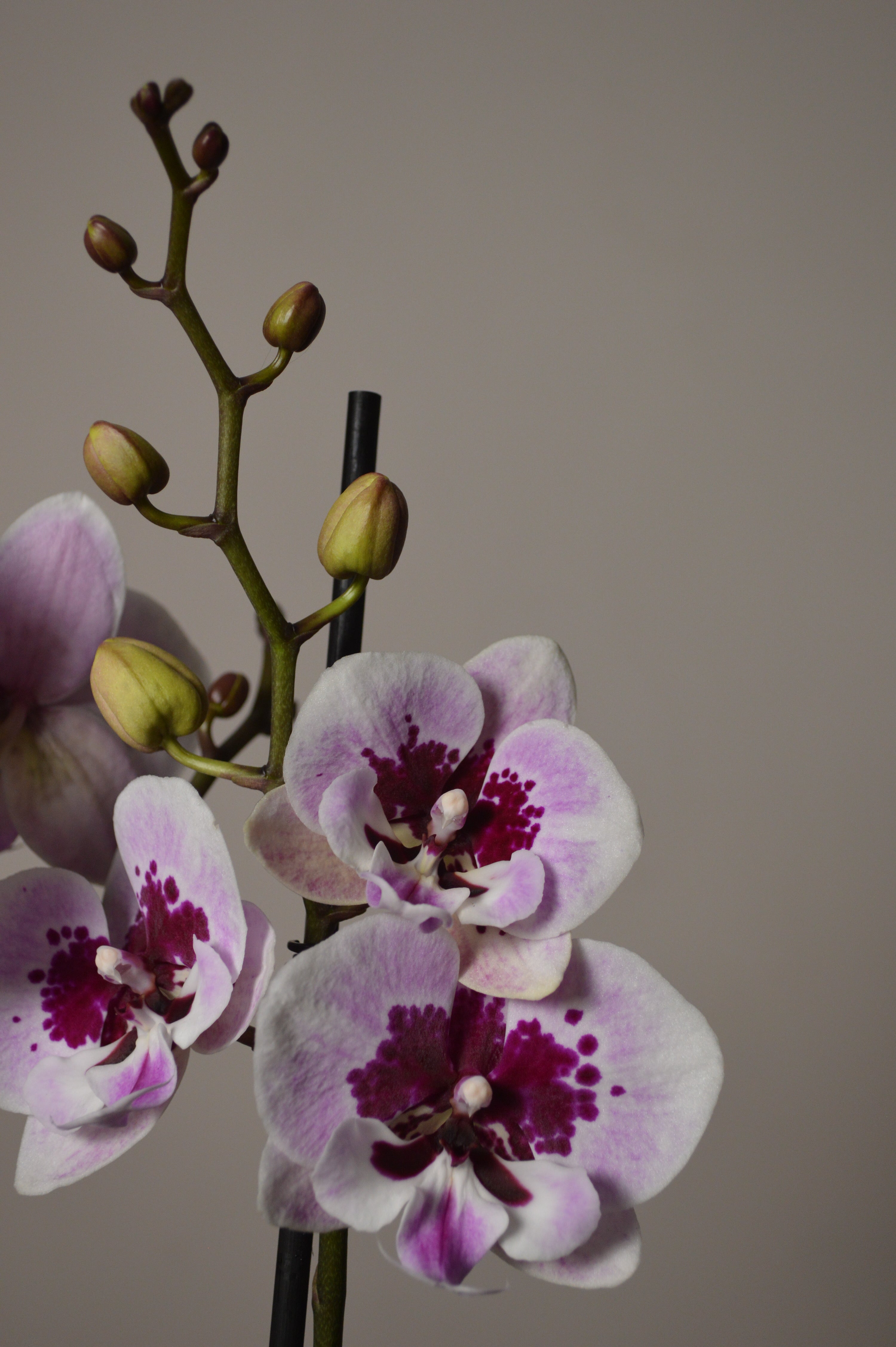 Pink and purple orchids with green stems on a plain background