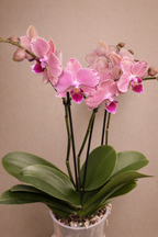 Pirate Picotee, Phalaenopsis Orchid