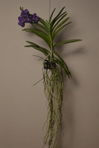 Hanging pachara delight Vanda orchid plant with purple flowers against a plain background