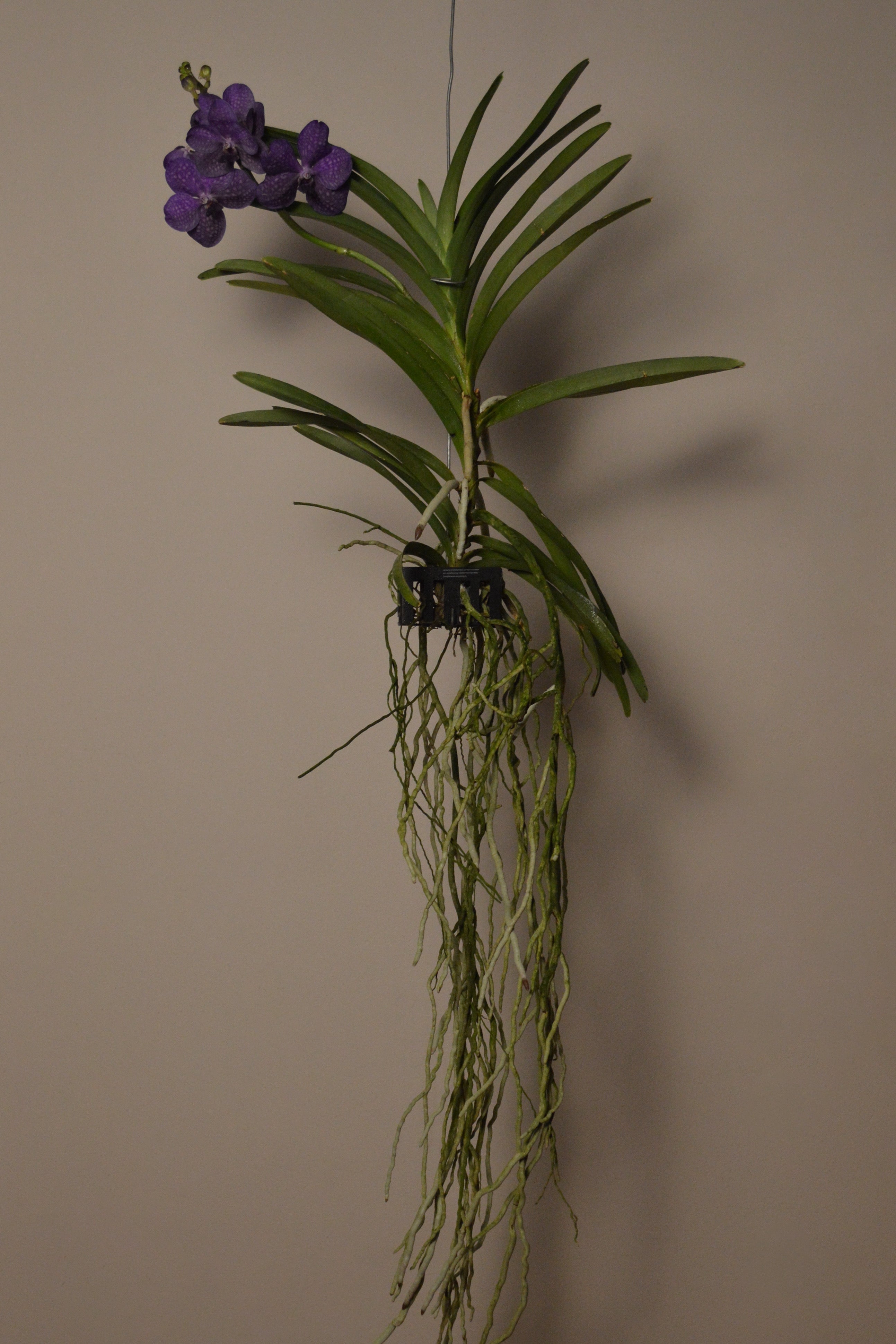 Hanging pachara delight Vanda orchid plant with purple flowers against a plain background