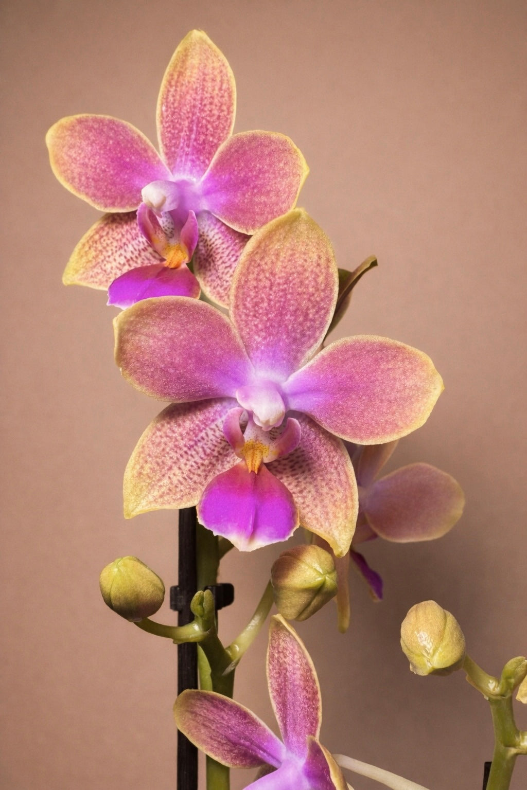 Morning Glory, Scented Phalaenopsis Orchid