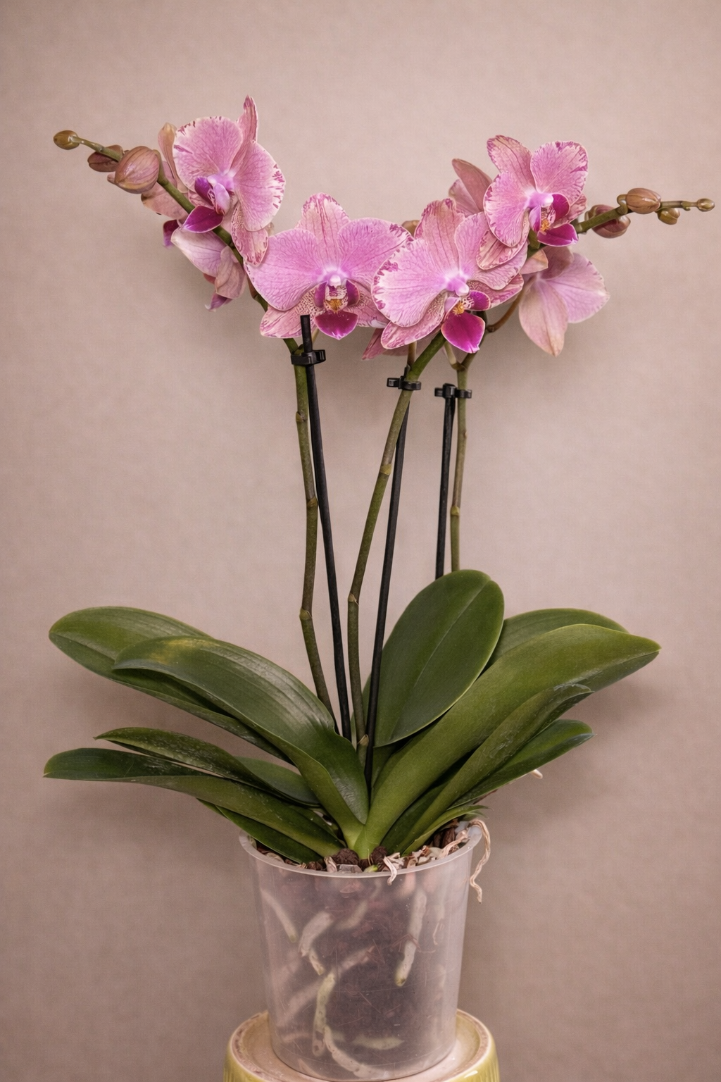 Pirate Picotee, Phalaenopsis Orchid