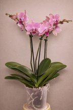 Pirate Picotee, Phalaenopsis Orchid
