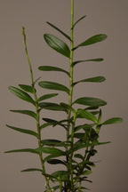 Miura Valley, Epidendrum Orchid