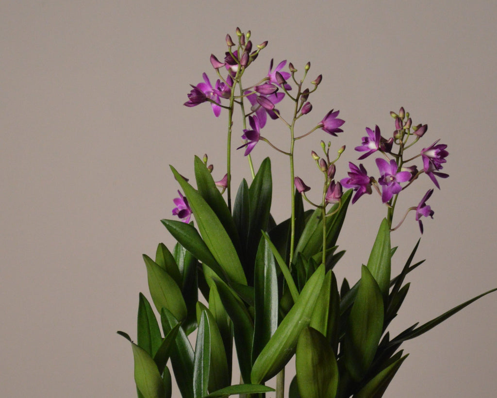 Potted Dendrobium Berry oda, with purple flowers