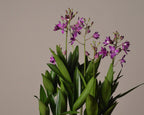 Potted Dendrobium Berry oda, with purple flowers