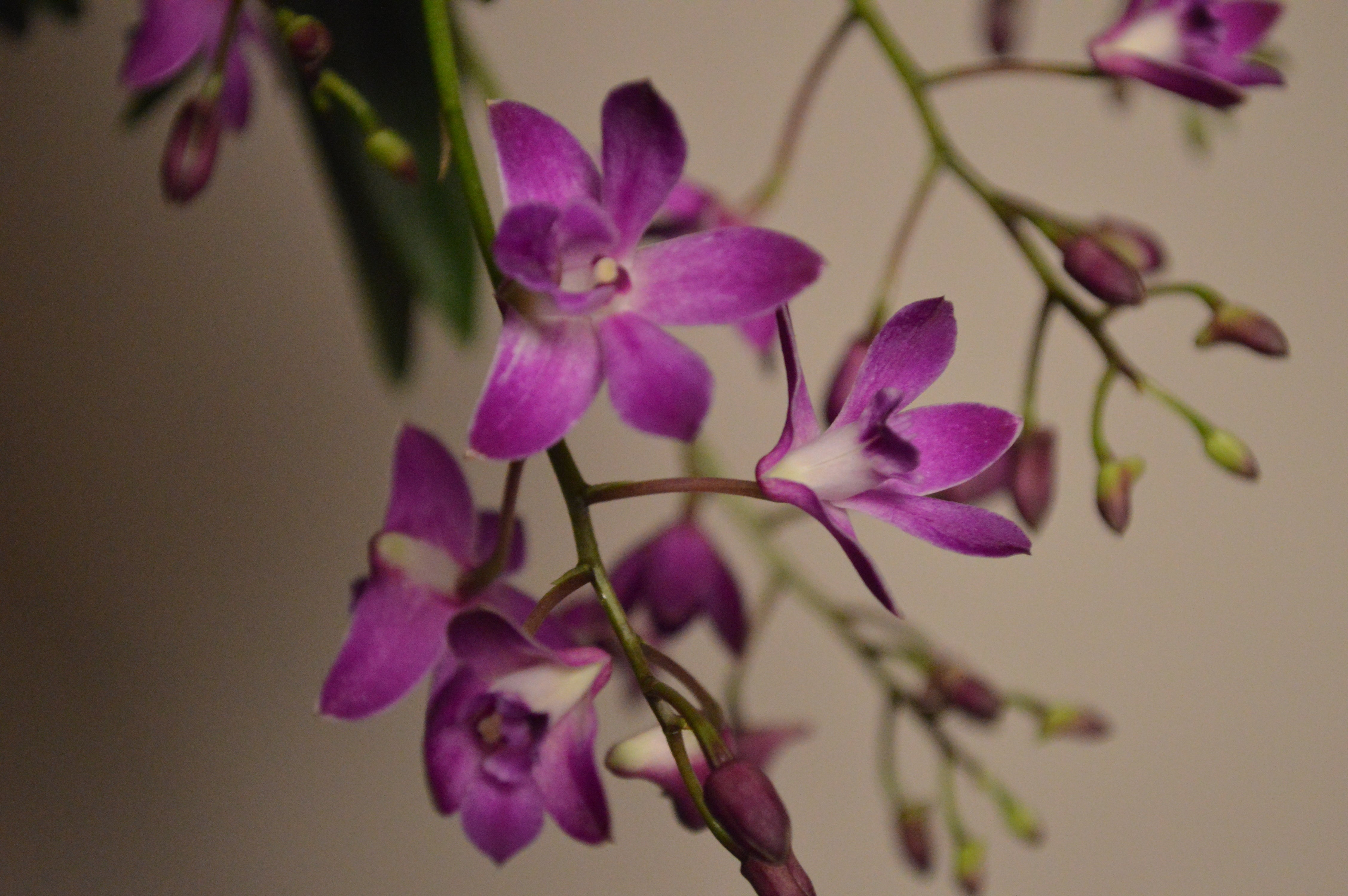 Dendrobium Berry Oda, with purple flowers