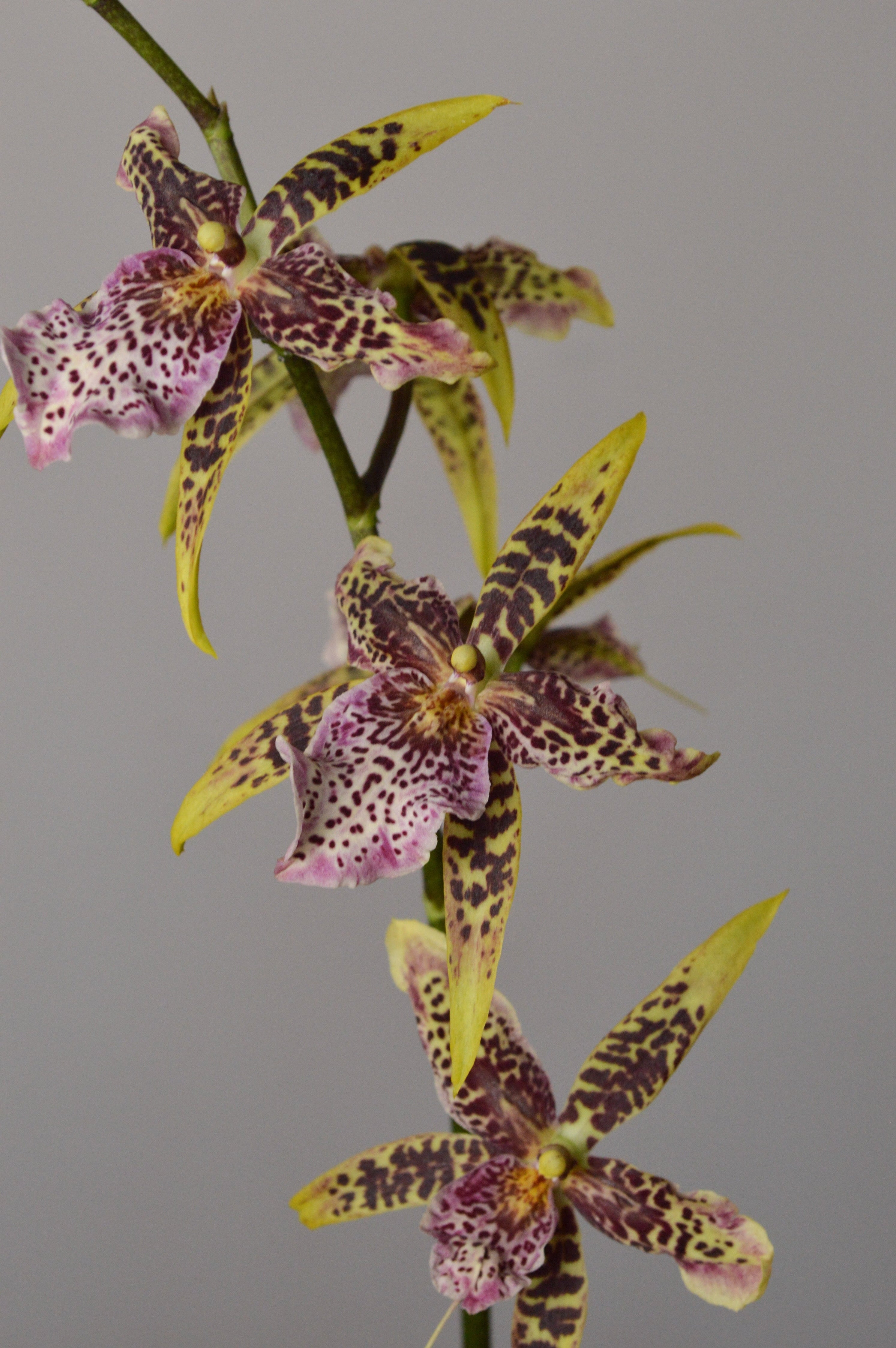 unique Brassia Orchid with yellow nd brown spotted flowers on a grey background