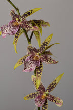 unique Brassia Orchid with yellow nd brown spotted flowers on a grey background