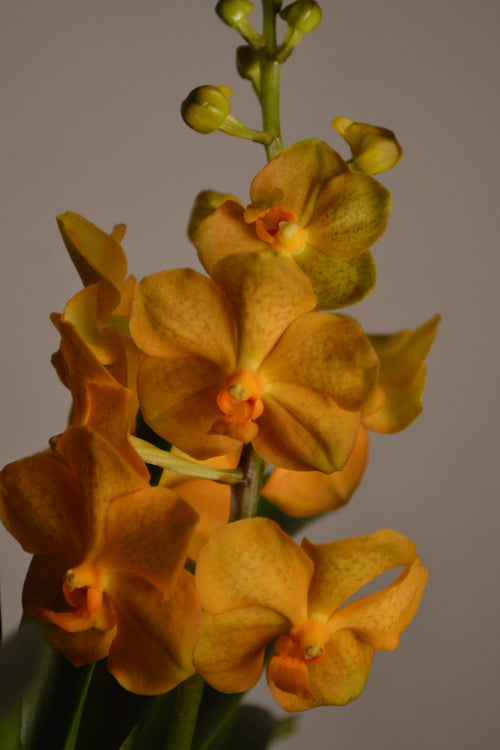 Close-up of dark yellow Vanda orchid flowers against a plain background.