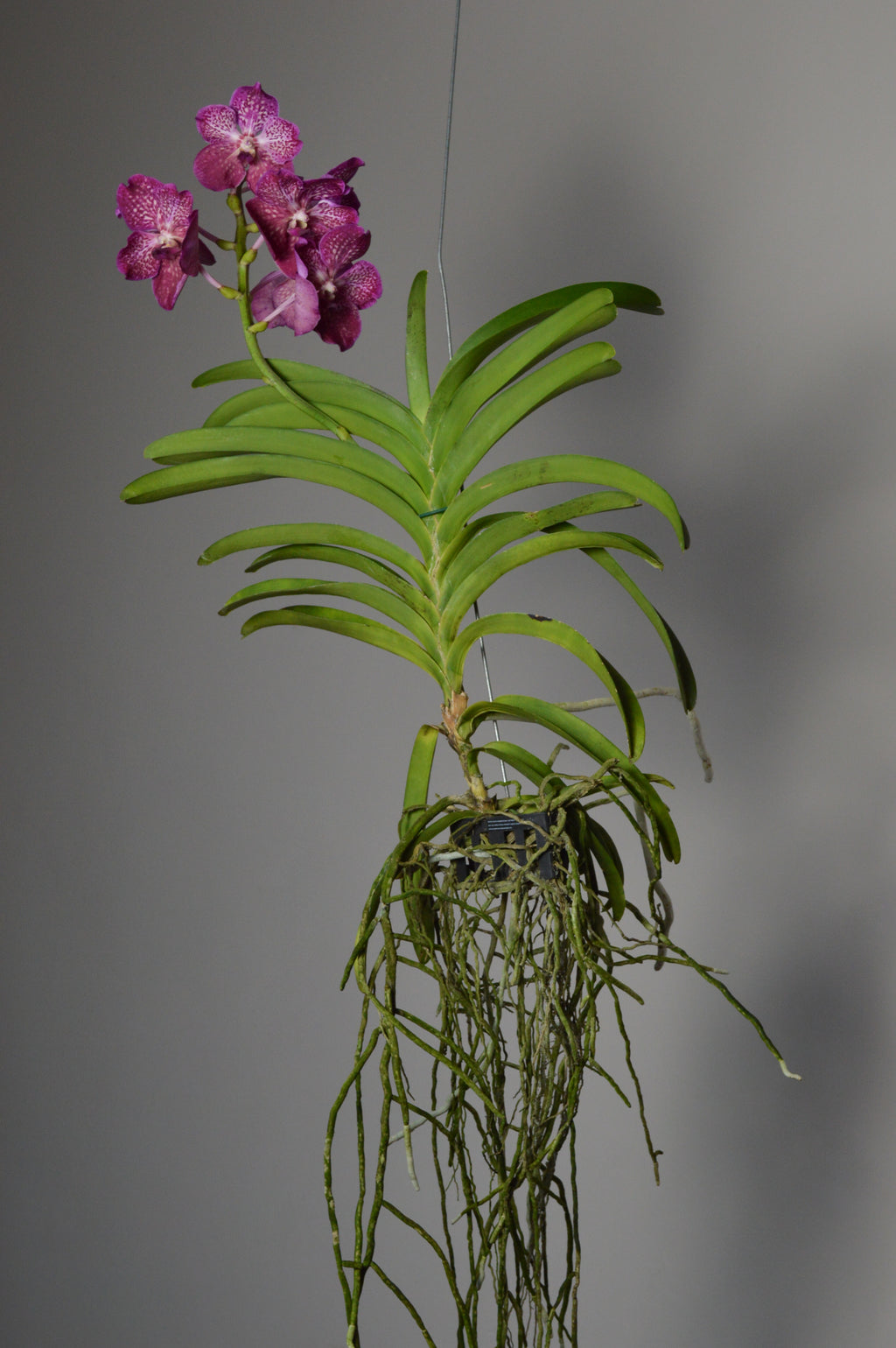 mid-shot of a pink orchid plant with green leaves  and dramatic roots