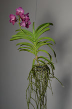 mid-shot of a pink orchid plant with green leaves  and dramatic roots
