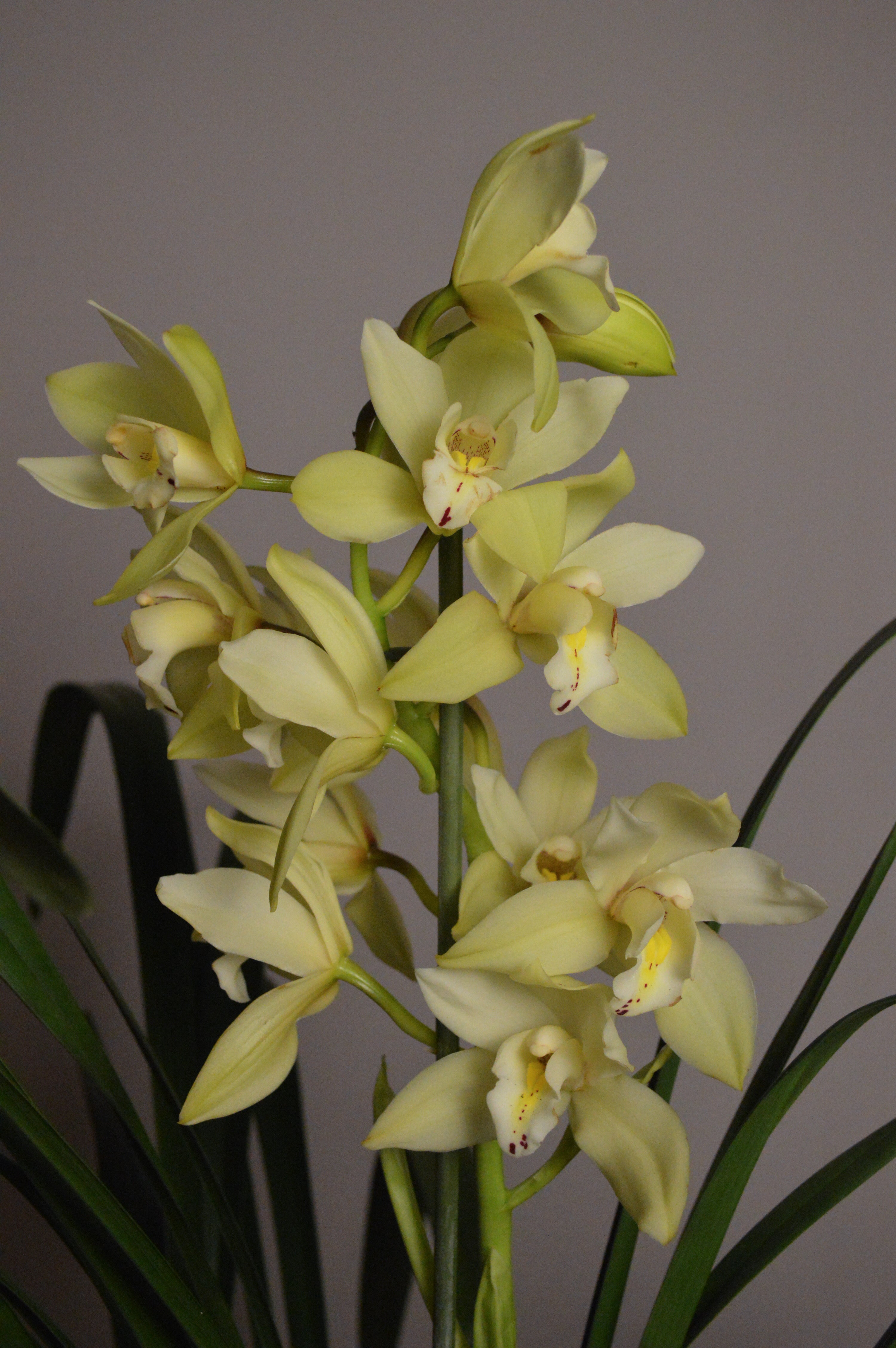 Early Sue Paddy, Yellow Cymbidium