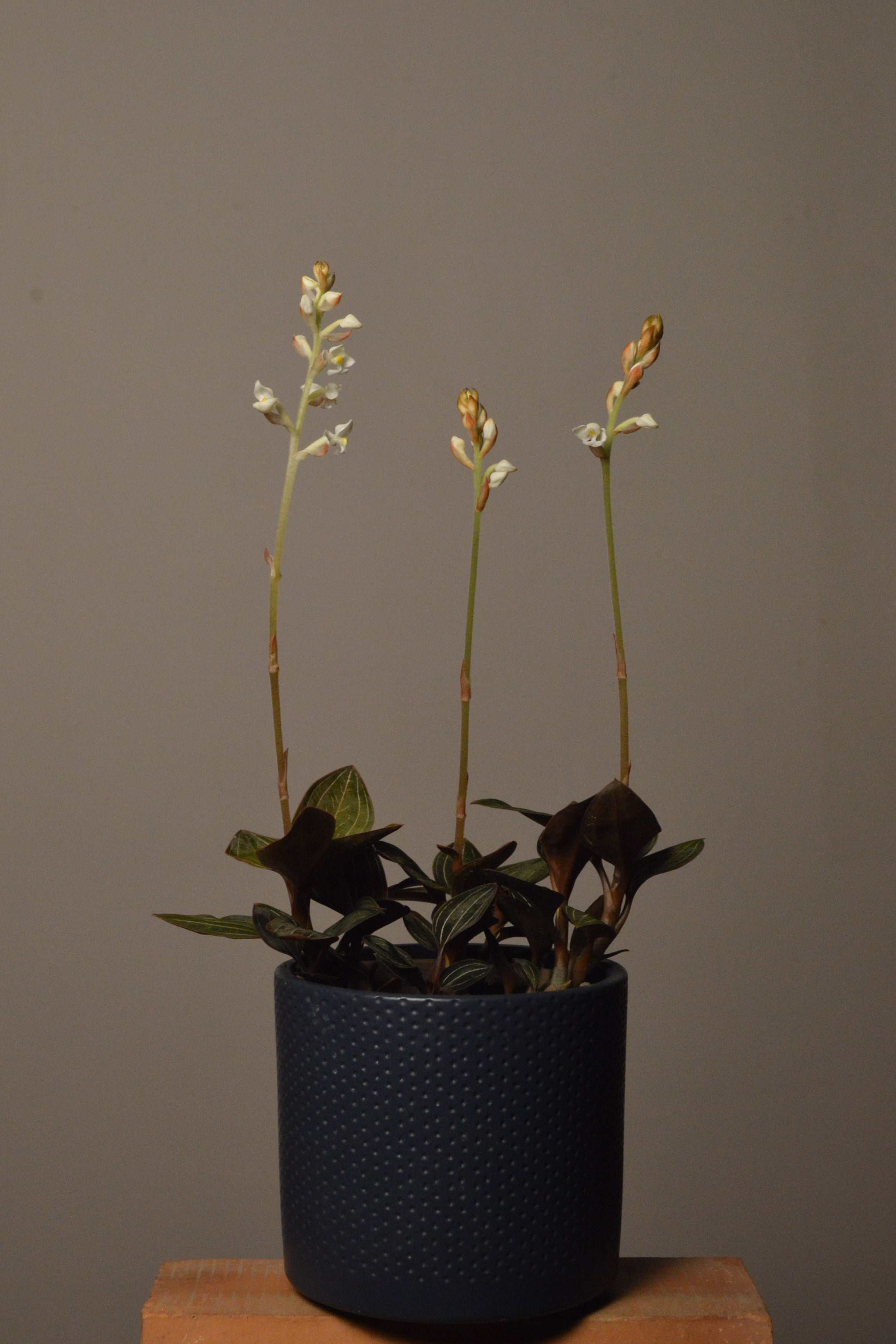 Potted Ludisia Discolor Jewel Orchid plant with small white flowers on a terracotta surface inside a blue ceramic potagainst a plain background.