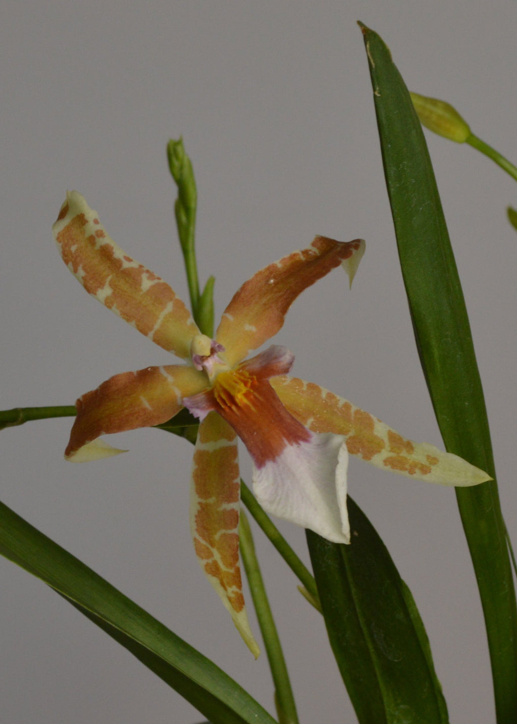Cambria Renaissance orchid flowers with green leaves on a grey background